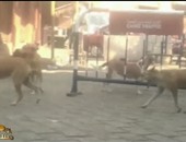 بالفيديو.. "الإبراشى" يعرض فيديو لمجموعة من الكلاب الضالة ترتع أمام لجان انتخاب