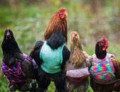 "دفوهم قبل ما تعلفوهم"..فتاة بريطانية تبتكر معطفا خاصا لحماية الدجاج من البرد