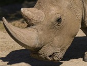 نفوق "نولا" إحدى آخر 4 حيوانات فى العالم من سلالة وحيد القرن الأبيض 