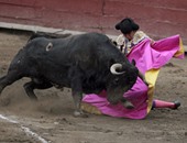 فى مصارعات الثيران الكل يخسر والدماء وحدها تسيطر..شاهد ماحدث فى بيرو