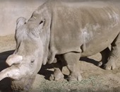 بالفيديو.. قصة وحيد القرن "نولا".. رحل عن عالمنا تاركًا من جنسه 3 فقط