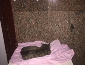 "صحافة المواطن".. انتشار القطط والقمامة بمستشفى شربين العام بالدقهلية