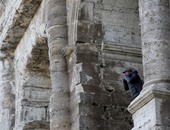 بالصور..رجل يتسلق كولوسيوم روما احتجاجا على حملة فى احتفالات السنة المقدسة