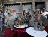 القرود تتعدى على طعام الحضور بمهرجان تايلاندى