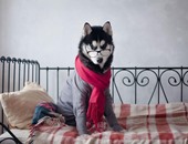 بالصور.. حيوانات ولكن نجوم سوشيال ميديا.. إنستجرام يشهر القطة نالا.. وأكونت السنجاب "جيل" يلمع فى سماء الفيس بوك.. كلاب الهاسكى تتصدر تويتر بملايين المتابعات.. والفراخ أحدث مستخدمى التواصل الاجتماعى