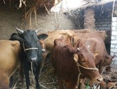 برنامج عمل إستراتيجى لتنظيم تصدير الماشية الصومالية إلى السوق المصرية