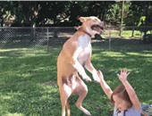 بالفيديو.. كلب يقفز فى الهواء فرحًا بفقاعات الصابون