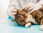 باحثون يستعينون بنتائج علاج القطط بالخلايا الجذعية لتطبيقها على الإنسان