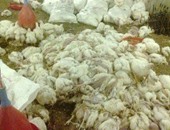 إعدام 7 آلاف دجاجة فى بؤرة لإنفلونزا الطيور بمزرعة فى الفيوم