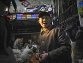 بالصور.. زوجان صينيان يتبنيان 60 كلبا وقطة من الشوارع