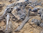 العثور على عظام حيوان يرجع تاريخه إلى العصر الحجرى بالنمسا