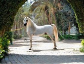 اليوم.. افتتاح معرض فوتوغرافيا عن الخيول العربية بدار الأوبرا