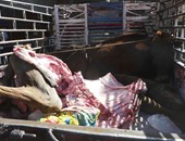 ضبط 133 كيلو لحم حمير مخصص لتغذية الحيوانات فى سيرك غير صالحه للاستهلاك الحيوانى