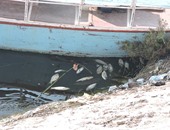 إزالة 50 قفص سمكى من نهر النيل فى حملة مكبرة بمركز فوة بكفر الشيخ