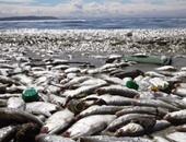 بالصور.حملات تموينية لمصادرة الأسماك النافقة ومنع بيعها للمواطنين بالبحيرة