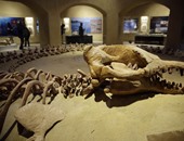 دايلى ميل: متحف الحفريات سيرفع معدلات السياحة فى مصر