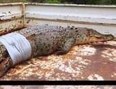 بالصور.. القضاء على تمساح هاجم امرأة فى شمال غرب أستراليا