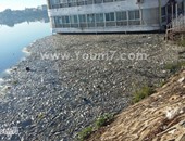 بالصور.. ظهور أطنان من الأسماك النافقة فى نهر النيل بكفر الشيخ