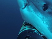 علماء يبتكرون كاميرا ذكية لدراسة سلوكيات أسماك القرش