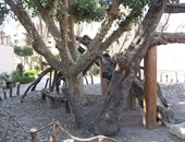 برنامج "اليوم" يرصد ترميم شجرة مريم ضمن مشروع "مسار العائلة المقدسة"