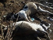 نفوق 94 رأس ماشية لإصابتهم بالحمى القلاعية فى البحيرة 