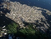 لجنة من البيئة لفحص نفوق الأسماك بنهر النيل بقرية الفرستق بالغربية