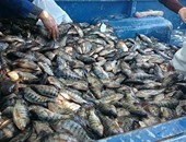 أسماك مزارع "وادى تال" تغزو أسواق جنوب سيناء