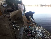 بالصور.. انتشال 81 طنا من الأسماك النافقة والتخلص منها بالدفن فى البحيرة