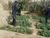  ضبط مزرعتين للأفيون والبانجو بمساحة 5 أفدنة فى أبوزنيمة بجنوب سيناء