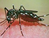 بارجواى تواجه خطر انتشار حمى الدنج وأوبئة أخرى هذا العام