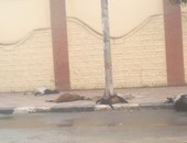 نفوق 4 أغنام بسبب ماس كهربائى بعمود إنارة بالقرب من محافظة الفيوم