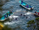 أنونيموس يعلن مسئوليته عن اختراق موقع مطار طوكيو احتجاجا على صيد الدلافين