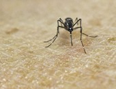 الإندبندنت: مخاوف بين الخبراء من انتشار فيروس زيكا عبر الجنس