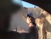 بالفيديو.. جندى اسرائيلى يقتل جملا بوحشية ويعاقب بالسجن
