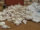 "بيطري الشرقية" يحصن 35 الف دجاجة بعد ظهور بؤرة لأنفلونزا الطيور