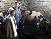 صاحب البقرة المبروكة بالبحيرة يتخلص منها ببيعها فى سوق المواشى بـ10آلاف جنيه