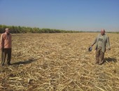 نائب يطالب الحكومة بسرعة اتخاذ خطوات لمحاربة ارتفاع أسعار الأعلاف