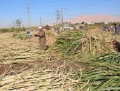 مدير مصنع سكر أرمنت: انتهاء موسم كسر وعصر القصب وصرف 95% من مستحقات المزارعين