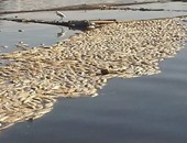 بالصور.. ظهور أسماك نافقة بنهر النيل فى كفر الشيخ