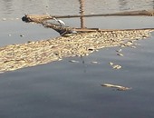 "البيئة": نوصى رئاسة الوزارء بإزالة الأقفاص السمكية بكفر الشيخ والبحيرة