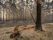 فقدان 3 أشخاص فى حريق للغابات دمر 100 منزل فى غرب أستراليا