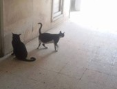 بالصور.. قطط وآسرة متهالكة وغياب العاملين بمستشفى أولاد صقر بالشرقية