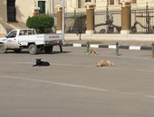 سكان شارع نهرو فى مصر الجديدة يطالبون بتدخل الحى لمواجهة الكلاب الضالة