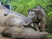 فيل ثائر جنسيا يقتل مدربه ويفر بسائحين روسيين فى تايلاند