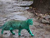 بالصور.. قط أخضر يثير جدلا فى بلغاريا بسبب لونه