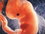 باحثون:تناول أوميجا 3 أثناء الحمل يقلل من العيوب الخلقية للجنين
