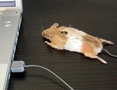بالصور.. اضحك مع عائلتك بفأر مجسم حقيقى على الكمبيوتر