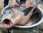 بالصور.. صينى يصطاد سمكة عملاقة تزن 25 كيلو وطولها متر