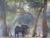 بالصور.. "فيل عامل فيها زرافة" يتسلق شجرة ويقفز بخفة لتناول الطعام
