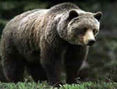 الدب الأمريكى الأسود فى مفترق الطرق وقد يباح صيده لأول مرة منذ 20 عاما